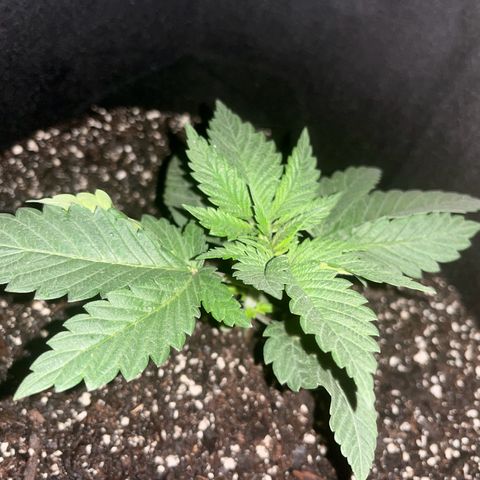 Runtz Muffin growlog timeline photo