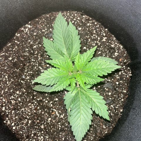 Runtz Muffin growlog timeline photo