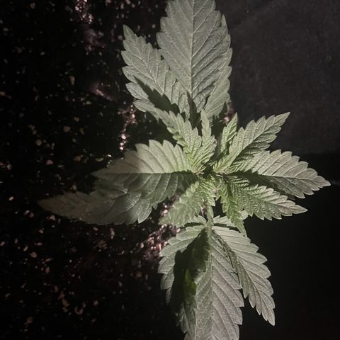Runtz Muffin growlog timeline photo