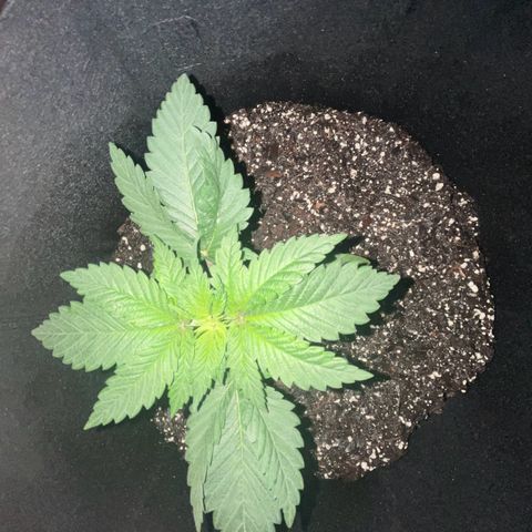 Runtz Muffin growlog photo: Clear photo was taken in the morning around 6:56 am)=(purple photo was taken at 9:00 pm right when the lights turn back on)[3:00 pm off 9:00 pm on])