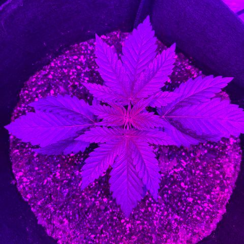 Runtz Muffin growlog photo: Clear photo was taken in the morning around 6:56 am)=(purple photo was taken at 9:00 pm right when the lights turn back on)[3:00 pm off 9:00 pm on])
