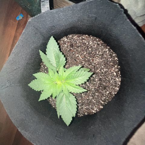 Runtz Muffin growlog photo: Clear photo was taken in the morning around 6:56 am)=(purple photo was taken at 9:00 pm right when the lights turn back on)[3:00 pm off 9:00 pm on])