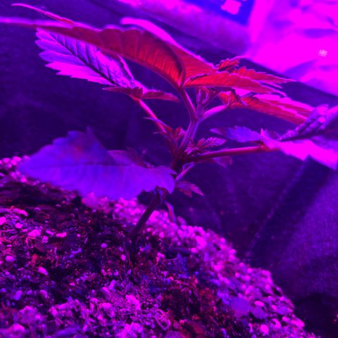 Runtz Muffin growlog photo: Clear photo was taken in the morning around 6:56 am)=(purple photo was taken at 9:00 pm right when the lights turn back on)[3:00 pm off 9:00 pm on])