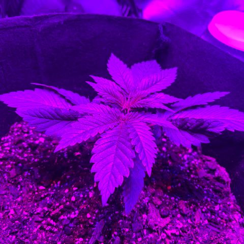 Runtz Muffin growlog photo: Clear photo was taken in the morning around 6:56 am)=(purple photo was taken at 9:00 pm right when the lights turn back on)[3:00 pm off 9:00 pm on])