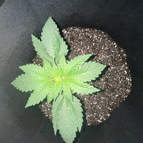 Runtz Muffin growlog photo: Clear photo was taken in the morning around 6:56 am)=(purple photo was taken at 9:00 pm right when the lights turn back on)[3:00 pm off 9:00 pm on])