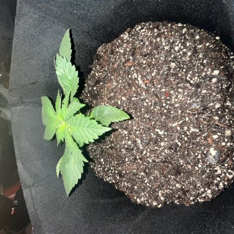 Runtz Muffin growlog photo: Clear photo was taken in the morning around 6:56 am)=(purple photo was taken at 9:00 pm right when the lights turn back on)[3:00 pm off 9:00 pm on])