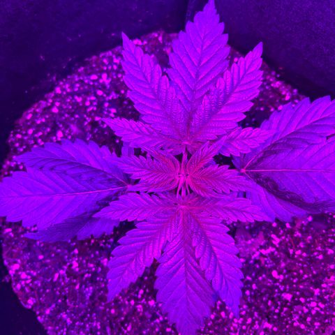 Runtz Muffin growlog photo: Clear photo was taken in the morning around 6:56 am)=(purple photo was taken at 9:00 pm right when the lights turn back on)[3:00 pm off 9:00 pm on])