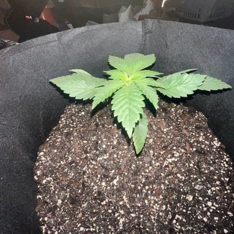 Runtz Muffin growlog photo: Clear photo was taken in the morning around 6:56 am)=(purple photo was taken at 9:00 pm right when the lights turn back on)[3:00 pm off 9:00 pm on])
