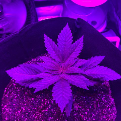 Runtz Muffin growlog timeline photo