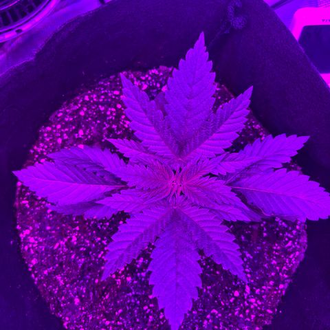 Runtz Muffin growlog timeline photo