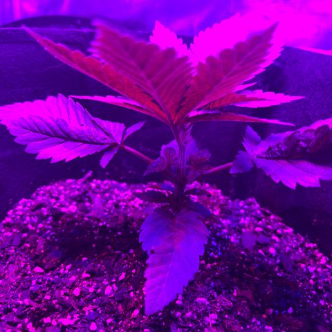 Runtz Muffin growlog timeline photo