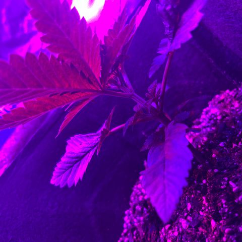 Runtz Muffin growlog timeline photo
