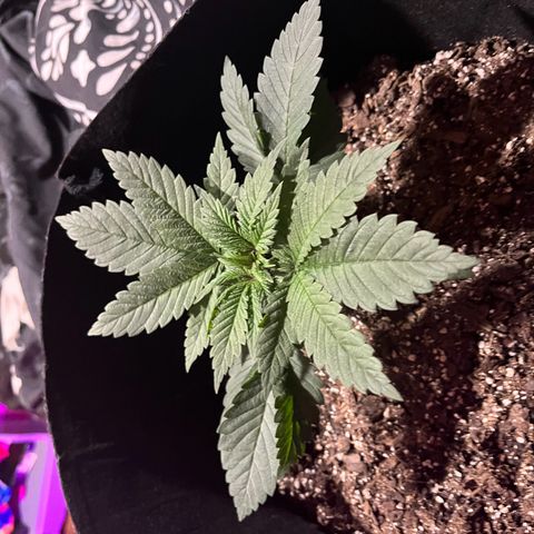 Runtz Muffin growlog timeline photo