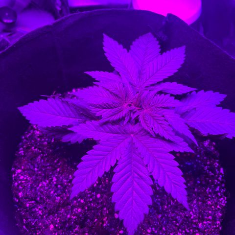 Runtz Muffin growlog timeline photo