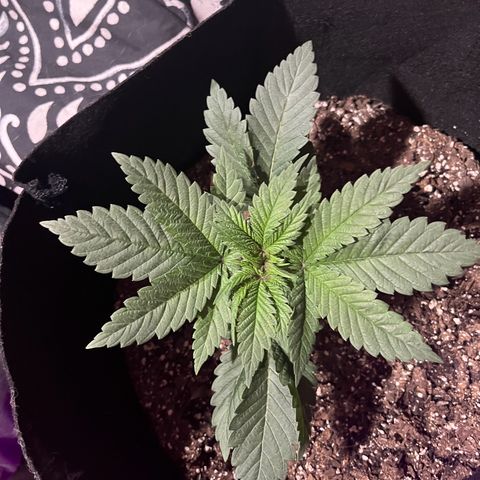 Runtz Muffin growlog timeline photo