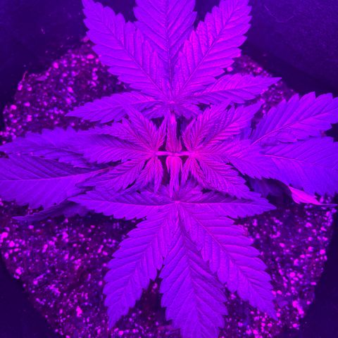 Runtz Muffin growlog timeline photo