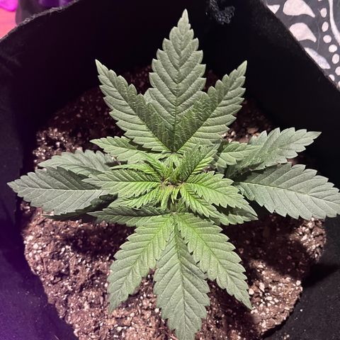 Runtz Muffin growlog timeline photo