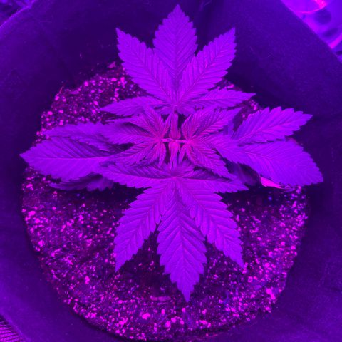 Runtz Muffin growlog timeline photo