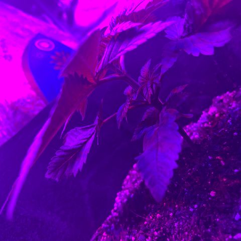 Runtz Muffin growlog timeline photo