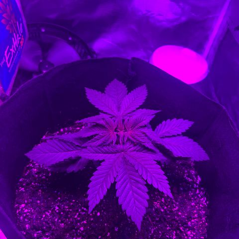 Runtz Muffin growlog timeline photo