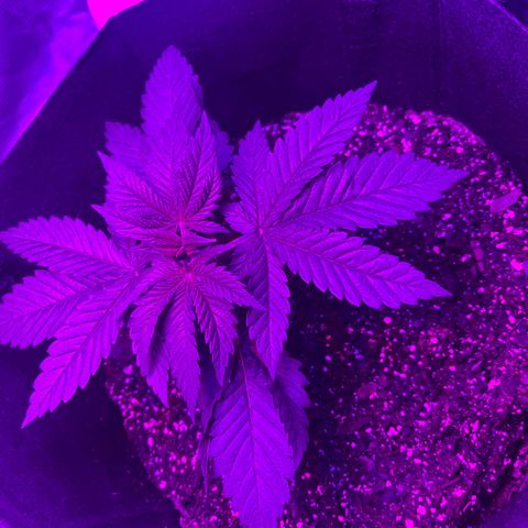 Runtz Muffin growlog timeline photo