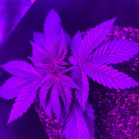 Runtz Muffin growlog timeline photo