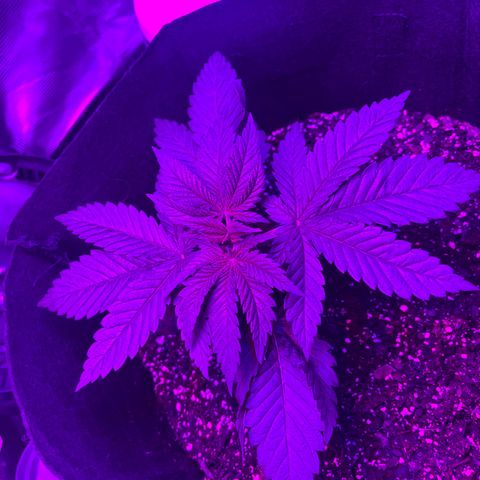 Runtz Muffin growlog timeline photo