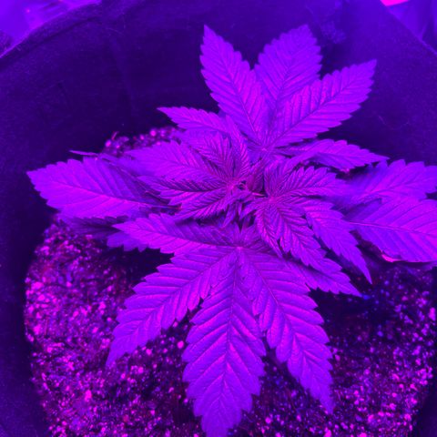 Runtz Muffin growlog timeline photo