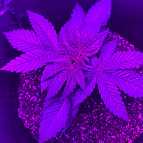 Runtz Muffin growlog timeline photo