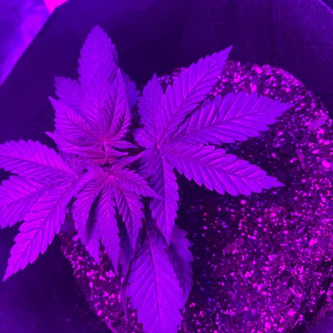 Runtz Muffin growlog timeline photo