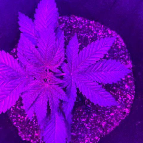 Runtz Muffin growlog timeline photo