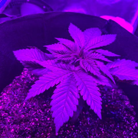 Runtz Muffin growlog timeline photo