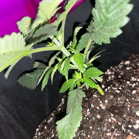 Runtz Muffin growlog timeline photo
