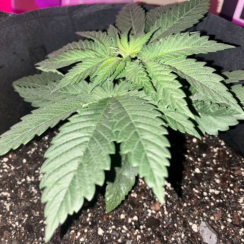 Runtz Muffin growlog timeline photo