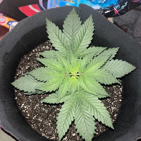 Runtz Muffin growlog timeline photo