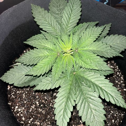 Runtz Muffin growlog timeline photo