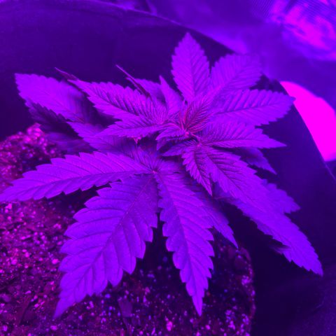 Runtz Muffin growlog timeline photo