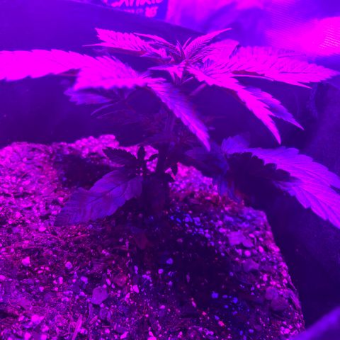 Runtz Muffin growlog timeline photo