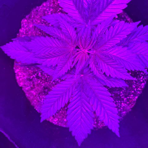 Runtz Muffin growlog timeline photo