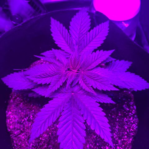 Runtz Muffin growlog timeline photo