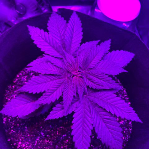 Runtz Muffin growlog photo: Taken in the morning around 6:52 going to be topping soon and attempting to clone.