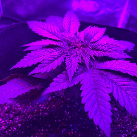 Runtz Muffin growlog photo: Taken in the morning around 6:52 going to be topping soon and attempting to clone.