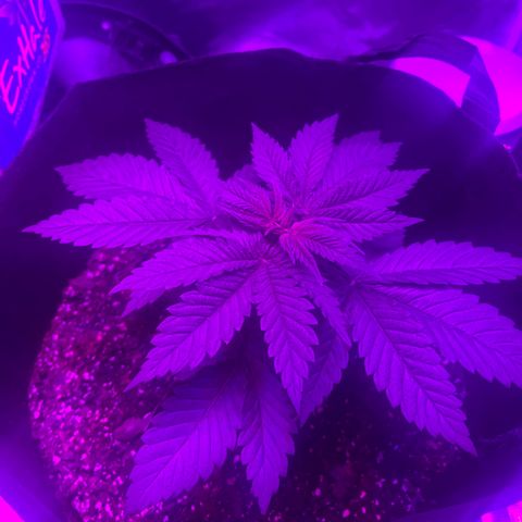Runtz Muffin growlog timeline photo