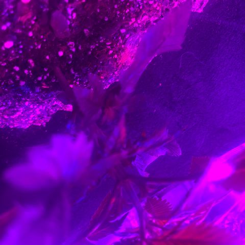 Runtz Muffin growlog timeline photo