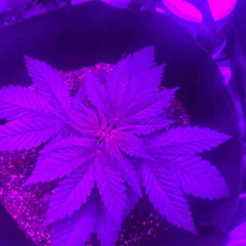 Runtz Muffin growlog timeline photo