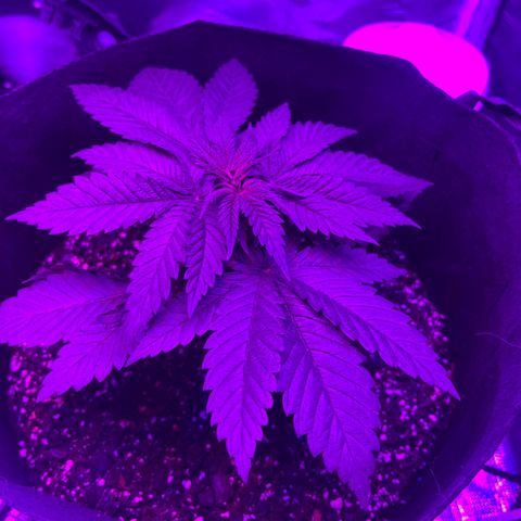 Runtz Muffin growlog timeline photo