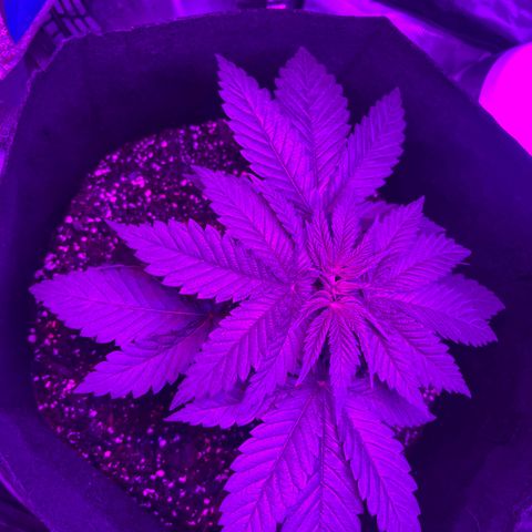 Runtz Muffin growlog timeline photo