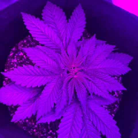 Runtz Muffin growlog timeline photo
