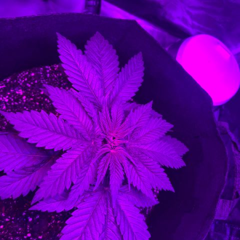 Runtz Muffin growlog timeline photo