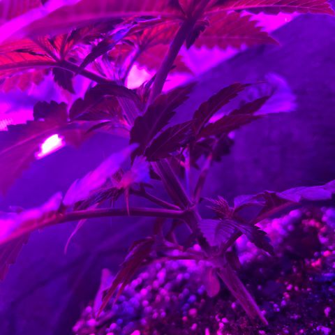 Runtz Muffin growlog timeline photo